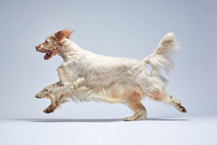 Фотография: 17 удивительных портретов собак от Александра Хохлова №18 - BigPicture.ru
