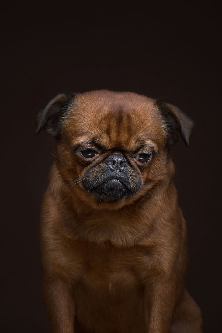 Фотография: 17 удивительных портретов собак от Александра Хохлова №16 - BigPicture.ru