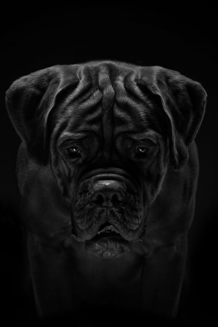 Фотография: 17 удивительных портретов собак от Александра Хохлова №11 - BigPicture.ru