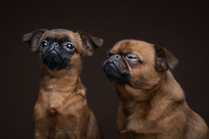 Фотография: 17 удивительных портретов собак от Александра Хохлова №5 - BigPicture.ru