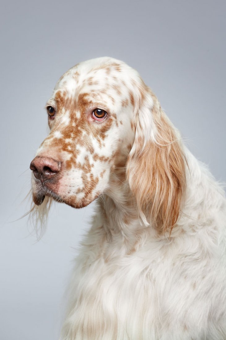 Фотография: 17 удивительных портретов собак от Александра Хохлова №6 - BigPicture.ru