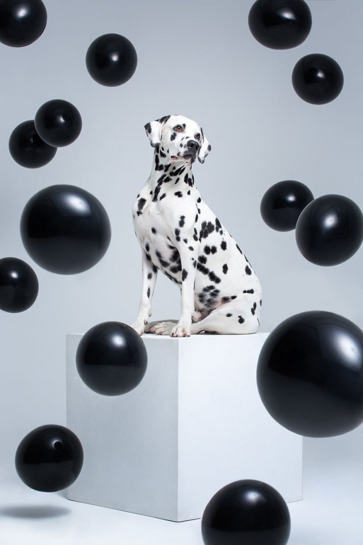 Фотография: 17 удивительных портретов собак от Александра Хохлова №4 - BigPicture.ru