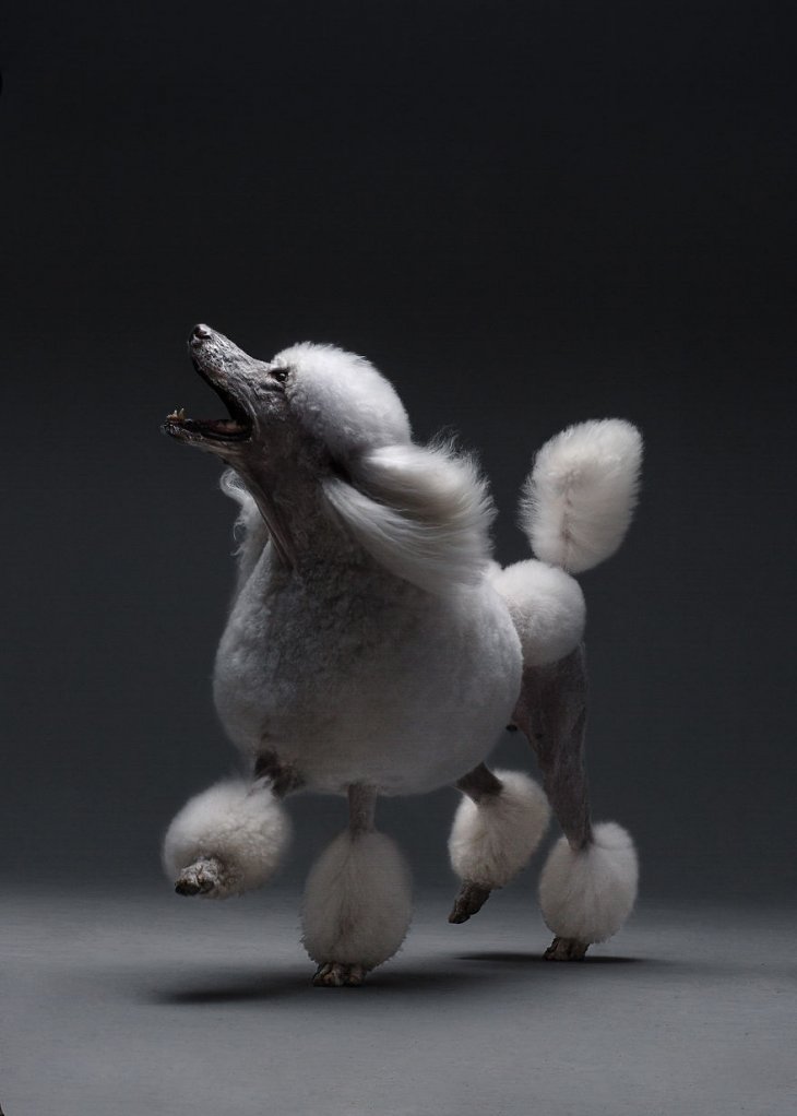 Фотография: 17 удивительных портретов собак от Александра Хохлова №14 - BigPicture.ru