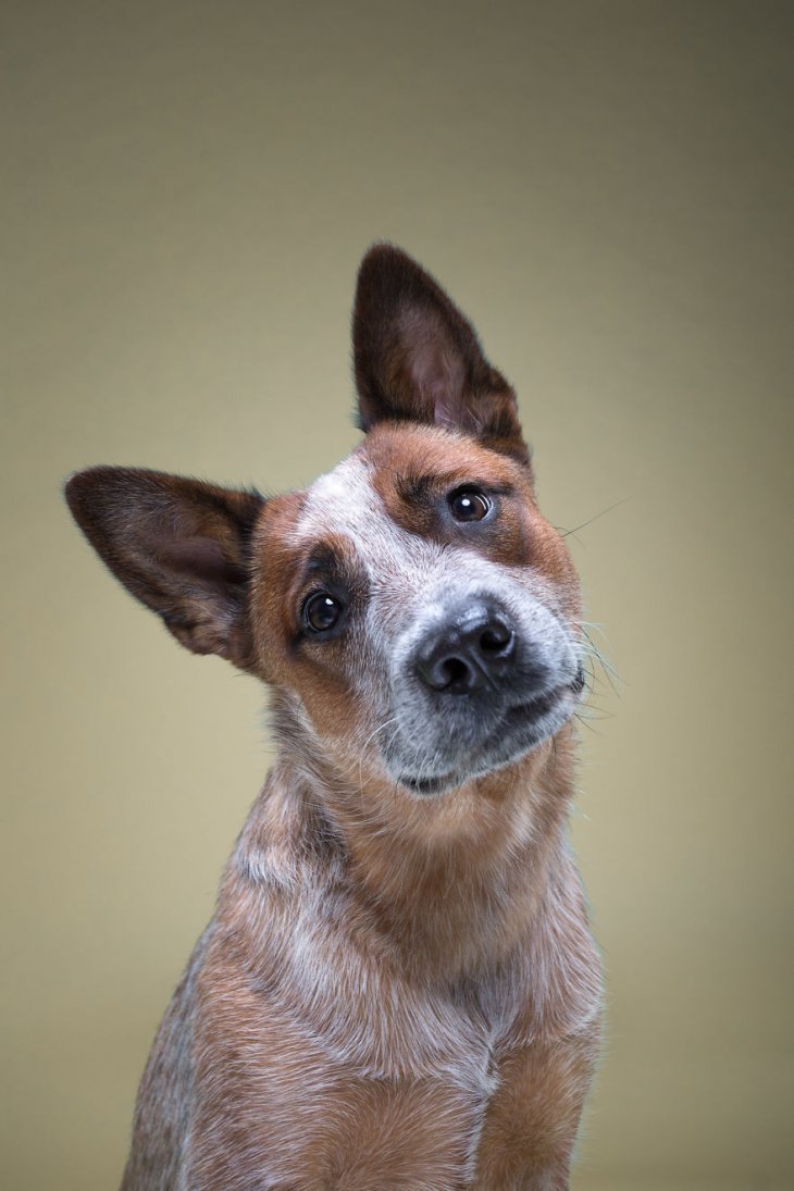 Фотография: 17 удивительных портретов собак от Александра Хохлова №8 - BigPicture.ru
