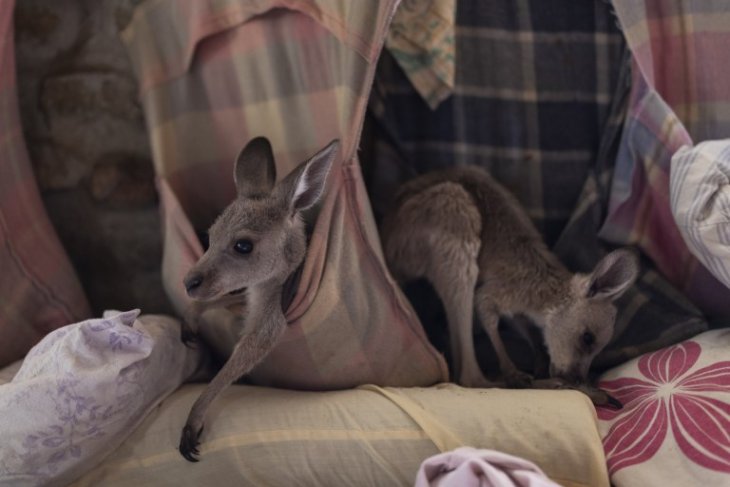 Фотография: Как супруги из Австралии выхаживают 60 кенгуру и шьют сумочки для кенгурят №2 - BigPicture.ru