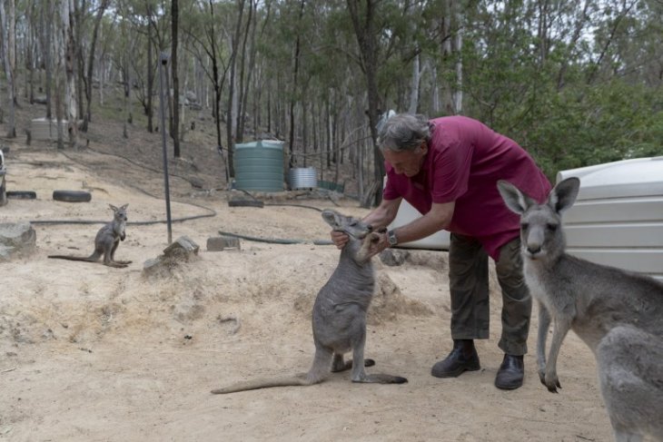 Фотография: Как супруги из Австралии выхаживают 60 кенгуру и шьют сумочки для кенгурят №4 - BigPicture.ru