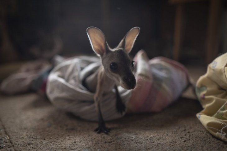 Фотография: Как супруги из Австралии выхаживают 60 кенгуру и шьют сумочки для кенгурят №5 - BigPicture.ru