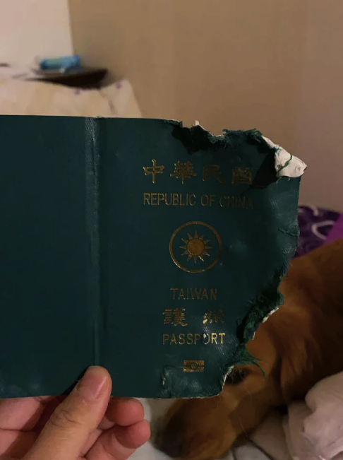 Фотография: Собака не дала хозяйке отправиться в эпицентр коронавируса, уничтожив ее паспорт №2 - BigPicture.ru