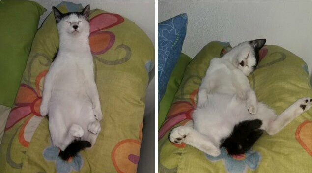 Фотография: 30 странных кошачьих привычек, которые для них в порядке вещей №9 - BigPicture.ru