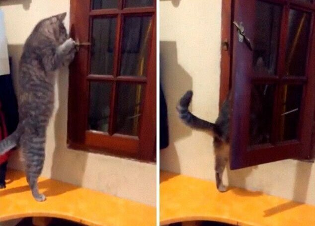 Фотография: 30 странных кошачьих привычек, которые для них в порядке вещей №21 - BigPicture.ru