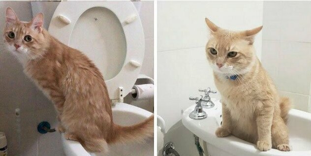 Фотография: 30 странных кошачьих привычек, которые для них в порядке вещей №15 - BigPicture.ru
