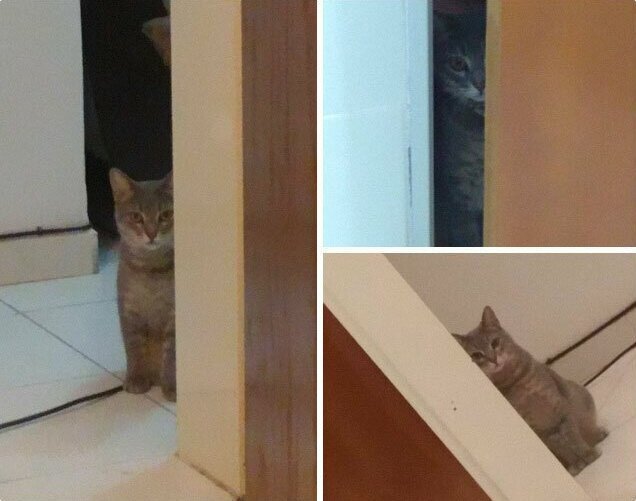 Фотография: 30 странных кошачьих привычек, которые для них в порядке вещей №6 - BigPicture.ru
