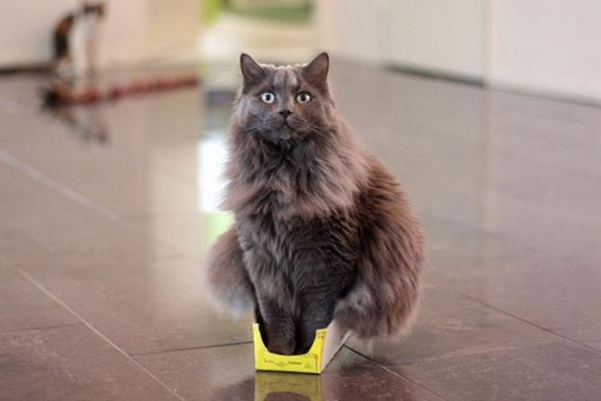Фотография: Непостижимая кошачья логика: 30 фото, которые точно вас рассмешат №22 - BigPicture.ru