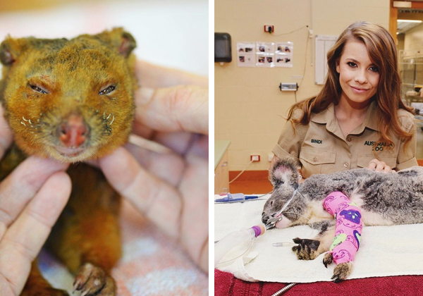 Пожары в Австралии: семья известного зоозащитника Ирвина спасает животных от смерти