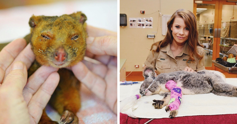 Фотография: Пожары в Австралии: семья известного зоозащитника Ирвина спасает животных от смерти №1 - BigPicture.ru