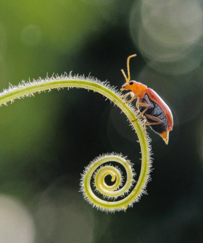 Фотография: 20-летний индиец делает невероятные фото насекомых на телефон №7 - BigPicture.ru