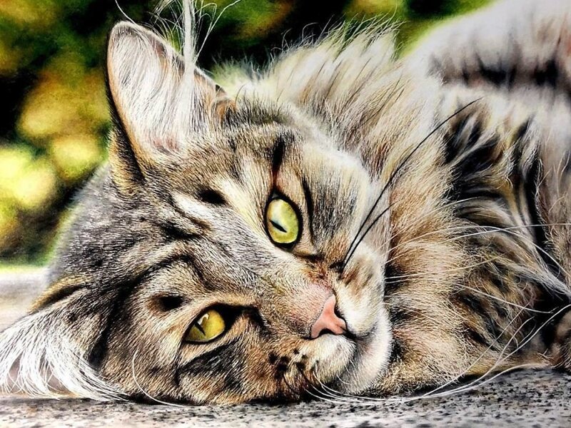 Фотография: 23 рисунка кошек в жанре гиперреализма №3 - BigPicture.ru