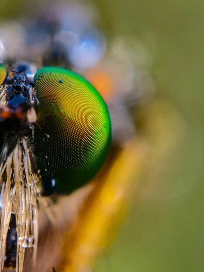 Индиец делает невероятные фото насекомых на телефон