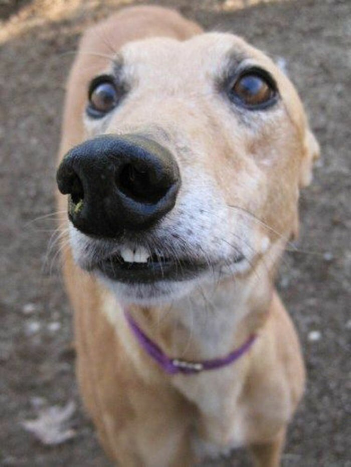 Фотография: Собаки-зубаки: эти смешные зубастики поднимут вам настроение! №10 - BigPicture.ru