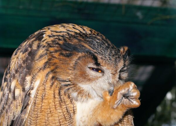 Просто кто-то слишком много ест: В Англии нашли аномально толстую сову
