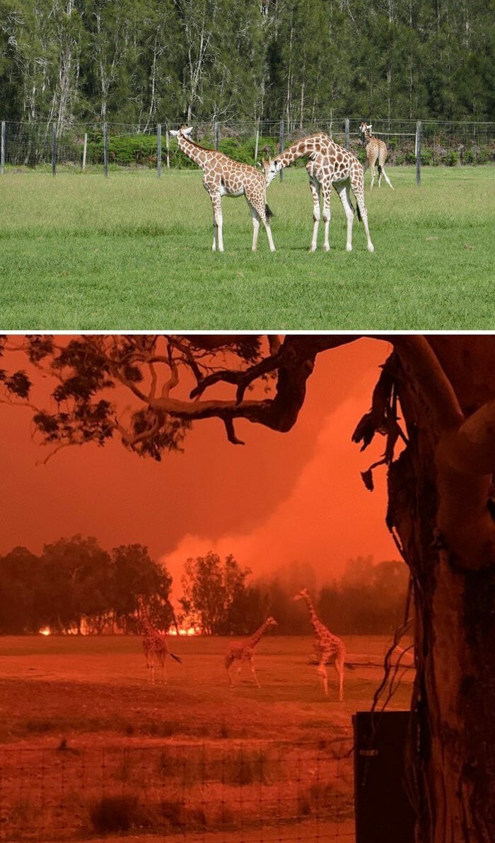 Фотография: 21 фотография, демонстрирующая последствия ужасающих лесных пожаров в Австралии №4 - BigPicture.ru