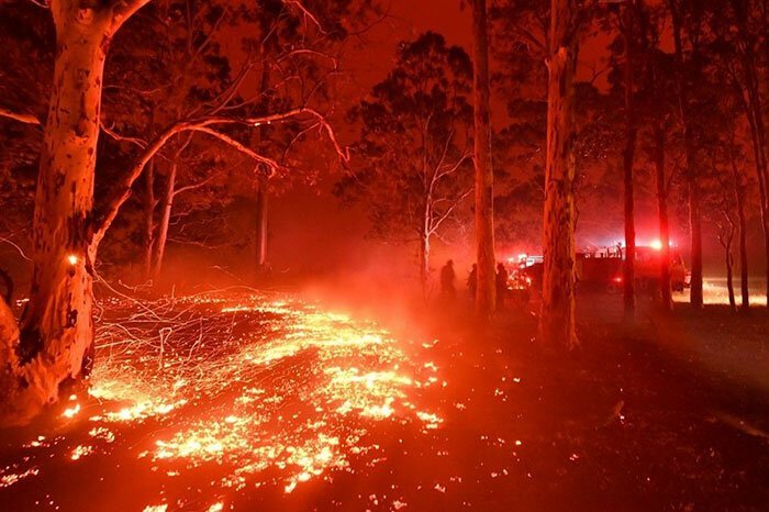 Фотография: Пожары в Австралии: семья известного зоозащитника Ирвина спасает животных от смерти №6 - BigPicture.ru