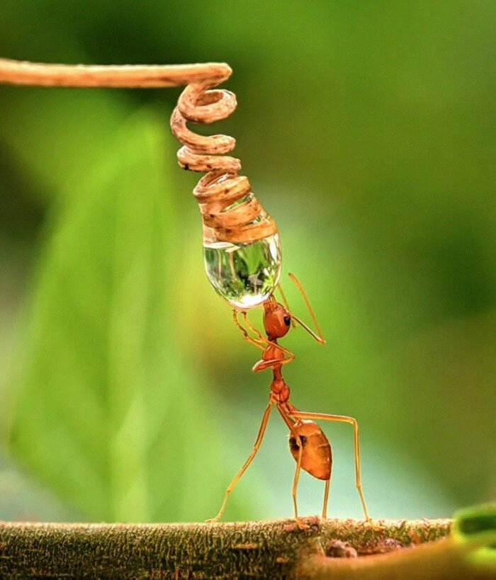 Фотография: 20-летний индиец делает невероятные фото насекомых на телефон №5 - BigPicture.ru