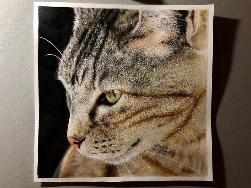 Фотография: 23 рисунка кошек в жанре гиперреализма №5 - BigPicture.ru
