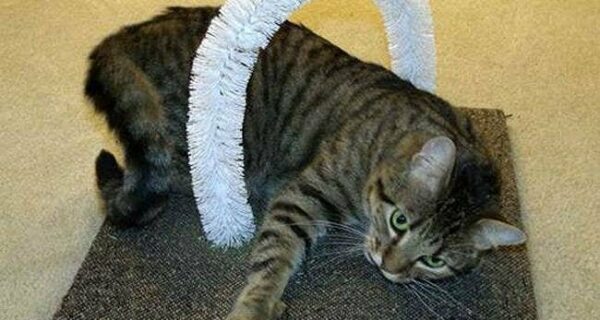 20 лайфхаков для счастливых хозяев кошек