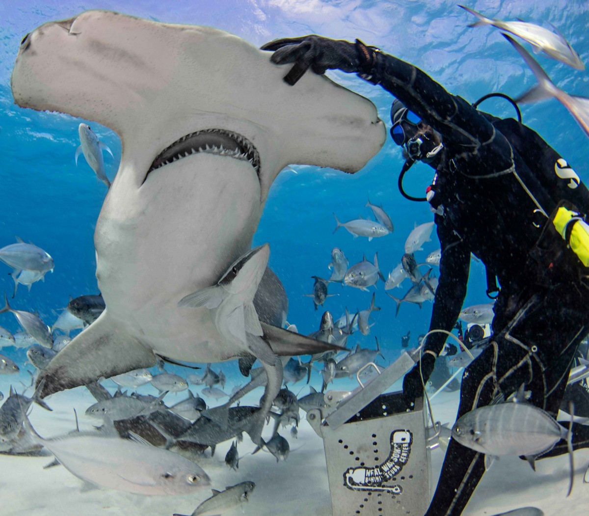 Фотография: Храбрые дайверы кормят гигантскую акулу-молот, одного из самых агрессивных морских хищников №9 - BigPicture.ru