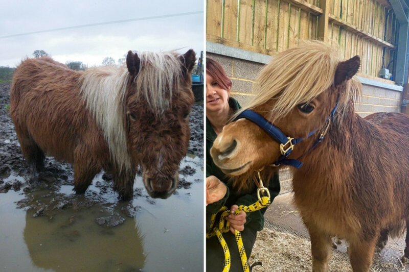 Фотография: До и после: 5 вдохновляющих фотоисторий спасения животных №5 - BigPicture.ru