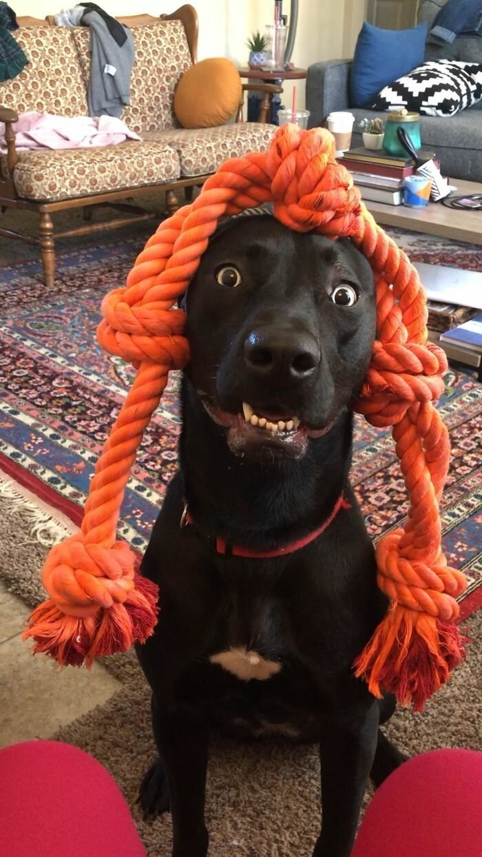 Фотография: Собаки-зубаки: эти смешные зубастики поднимут вам настроение! №20 - BigPicture.ru