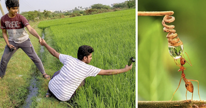Индиец делает невероятные фото насекомых на телефон