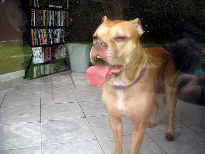 Фотография: Собаки-зубаки: эти смешные зубастики поднимут вам настроение! №25 - BigPicture.ru