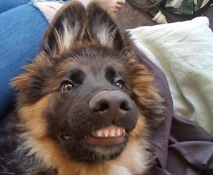 Фотография: Собаки-зубаки: эти смешные зубастики поднимут вам настроение! №6 - BigPicture.ru
