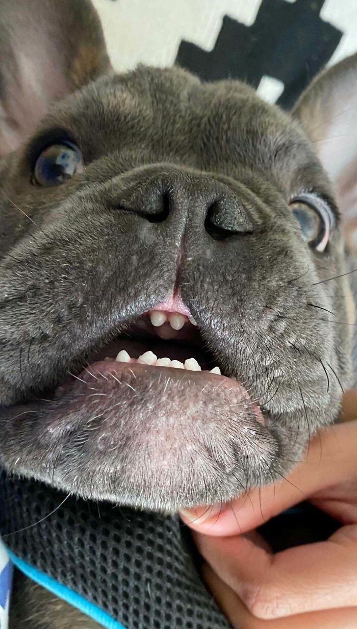 Фотография: Собаки-зубаки: эти смешные зубастики поднимут вам настроение! №22 - BigPicture.ru