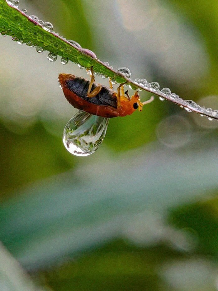 Фотография: 20-летний индиец делает невероятные фото насекомых на телефон №17 - BigPicture.ru