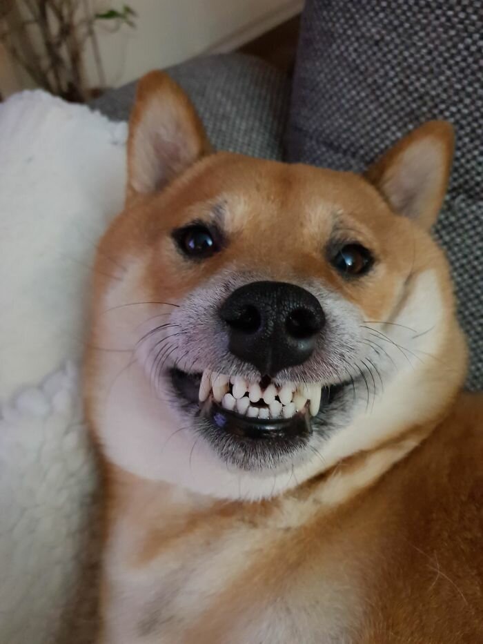 Фотография: Собаки-зубаки: эти смешные зубастики поднимут вам настроение! №26 - BigPicture.ru