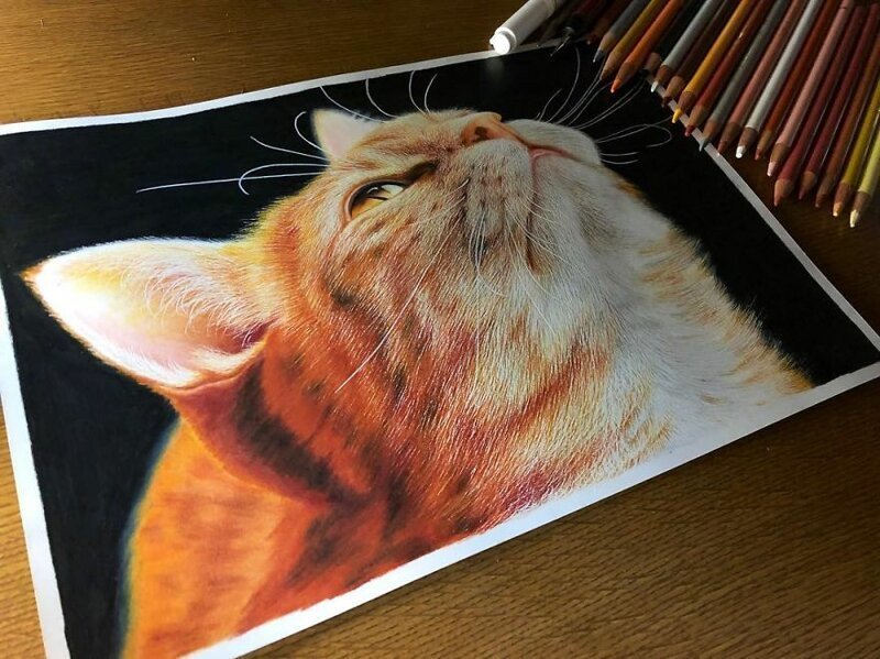 Фотография: 23 рисунка кошек в жанре гиперреализма №23 - BigPicture.ru