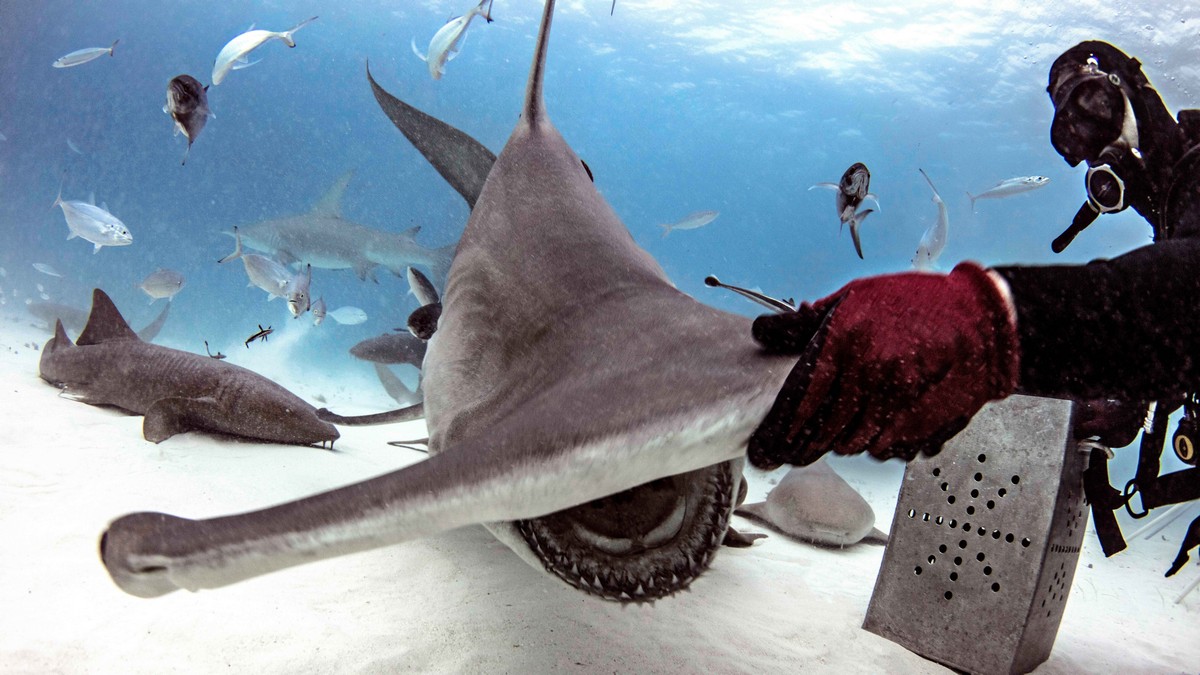 Фотография: Храбрые дайверы кормят гигантскую акулу-молот, одного из самых агрессивных морских хищников №5 - BigPicture.ru