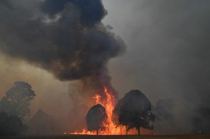 Фотография: Пожары в Австралии: семья известного зоозащитника Ирвина спасает животных от смерти №3 - BigPicture.ru