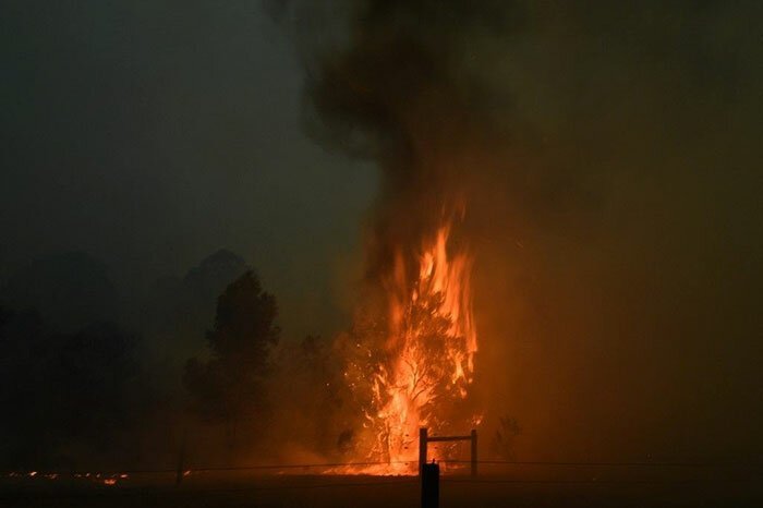 Фотография: Пожары в Австралии: семья известного зоозащитника Ирвина спасает животных от смерти №8 - BigPicture.ru