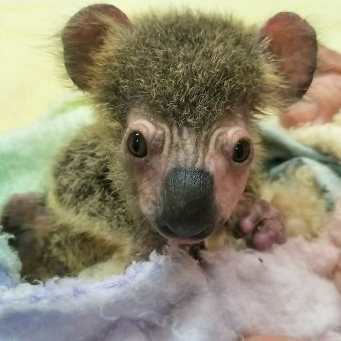 Фотография: Чудесное преображение детеныша коалы, спасенного из австралийских пожаров №3 - BigPicture.ru