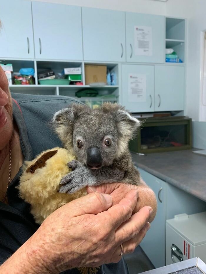 Фотография: Чудесное преображение детеныша коалы, спасенного из австралийских пожаров №4 - BigPicture.ru
