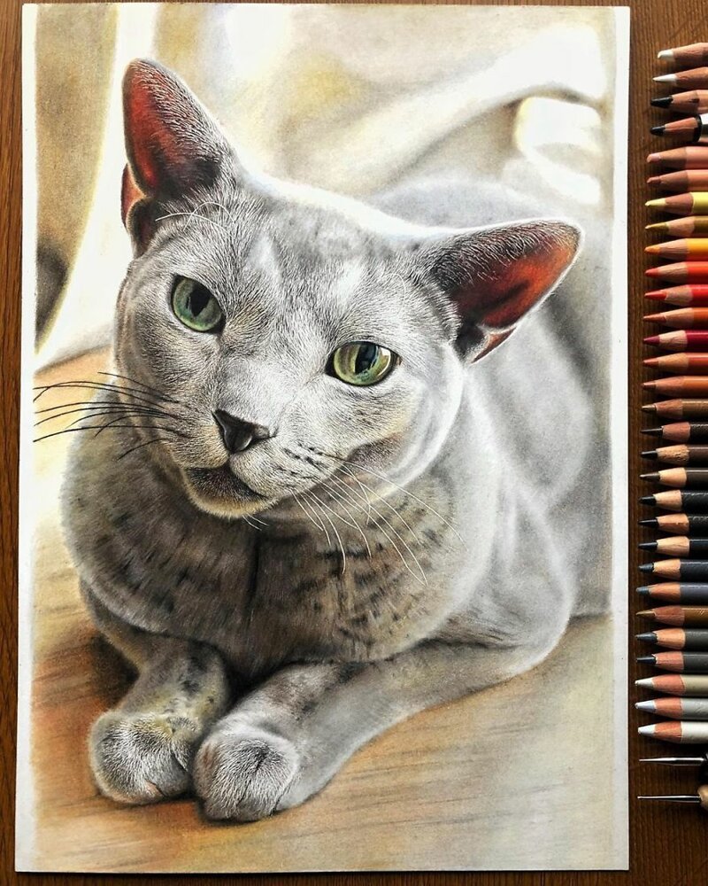 Фотография: 23 рисунка кошек в жанре гиперреализма №7 - BigPicture.ru