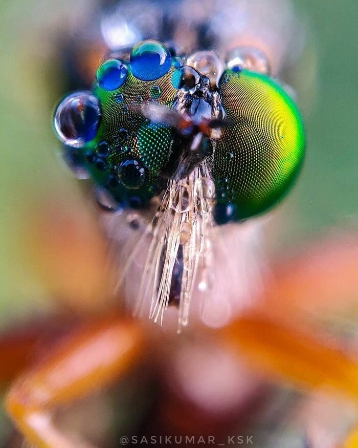Фотография: 20-летний индиец делает невероятные фото насекомых на телефон №26 - BigPicture.ru