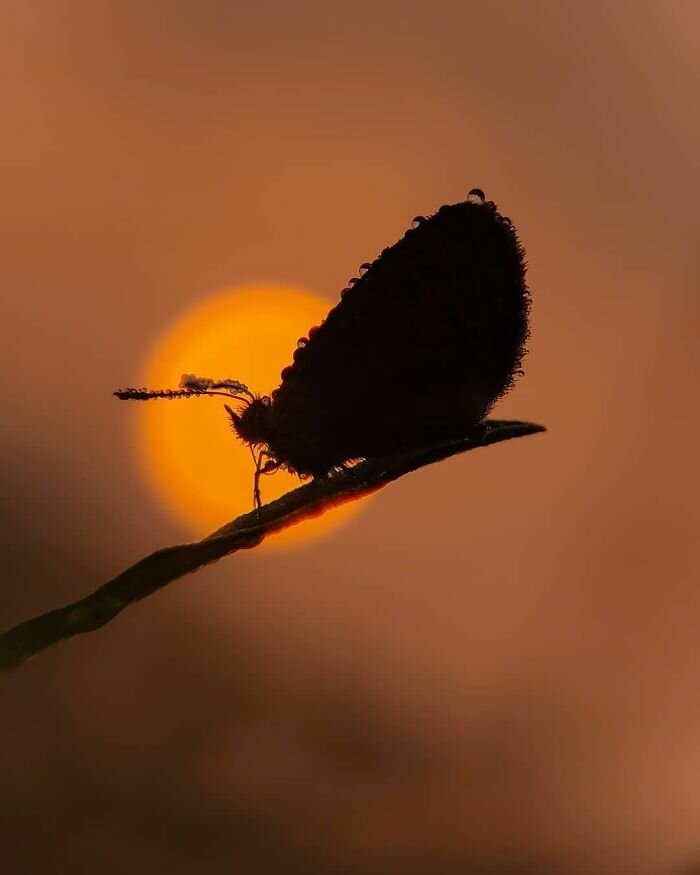 Фотография: 20-летний индиец делает невероятные фото насекомых на телефон №21 - BigPicture.ru
