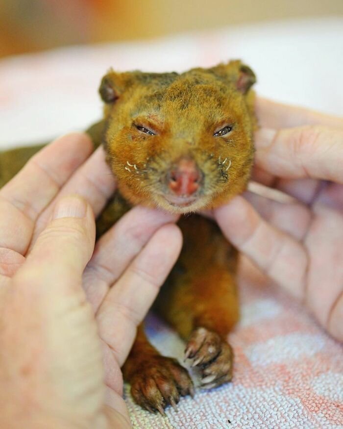 Фотография: Пожары в Австралии: семья известного зоозащитника Ирвина спасает животных от смерти №5 - BigPicture.ru