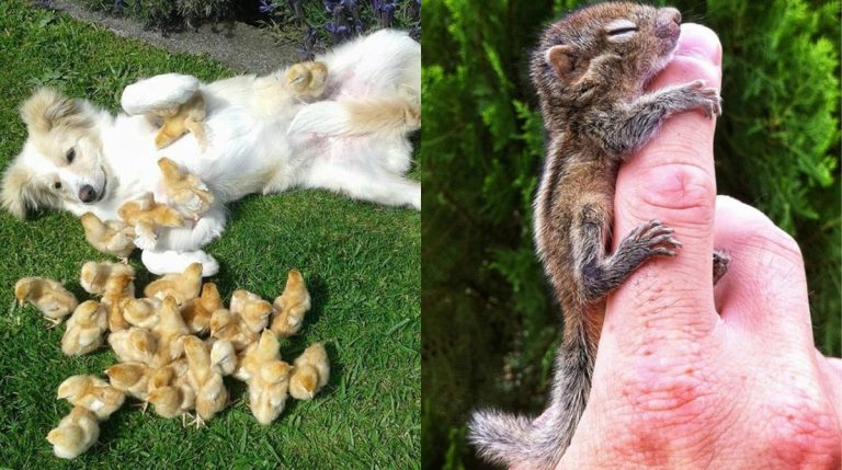 Фотография: Как мило! 10+ детенышей животных, которые не дадут вам грустить №1 - BigPicture.ru