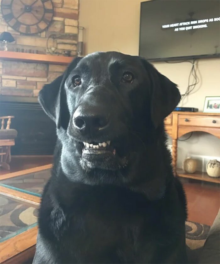 Фотография: Собаки-зубаки: эти смешные зубастики поднимут вам настроение! №18 - BigPicture.ru